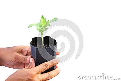 Gardener hand holding young seedling of plant in container on white background for farming, gardening and food sustainabi Stock Photo