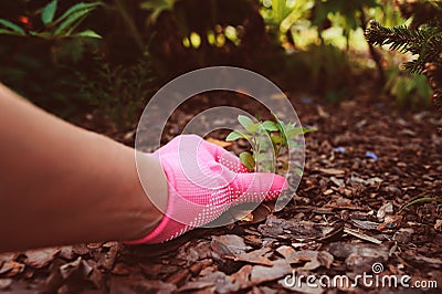 Gardener hand in pink glove removing weeds Stock Photo
