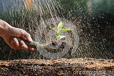 Gardener hand planting young vegetable sprout in fertile soil with raindrop Stock Photo