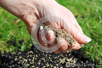 Sowing Grass Seeds By Hand. Stock Photo