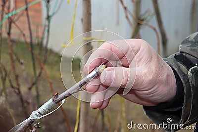 gardener holding the grafted branch Stock Photo