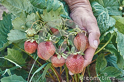 Gardener holding ripe crop of strawberries. Natural farming and healthy eating concept Stock Photo