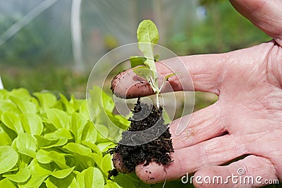 A gardener holing a lettuce plant Stock Photo