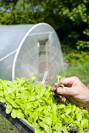 A gardener holing a lettuce plant Stock Photo