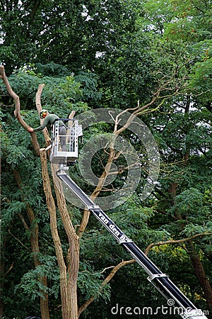 A horticulturist in a hydraulic hoist is cutting back a big tree Editorial Stock Photo