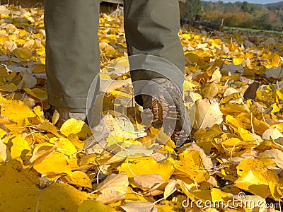 Gardener legs with rubbery boots walk in bright yellow leaves Stock Photo