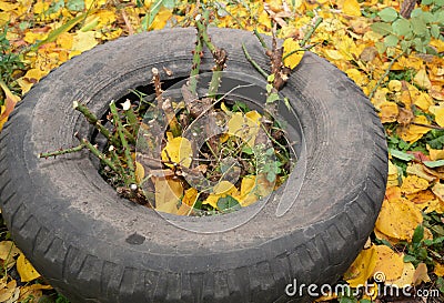 Gardener making shelter for roses winter protection with dirt and car tire. Insulate roses for winter Stock Photo