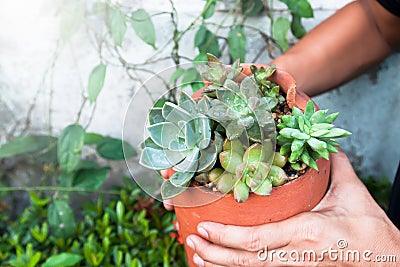 Gardener making succulents in pottery Stock Photo