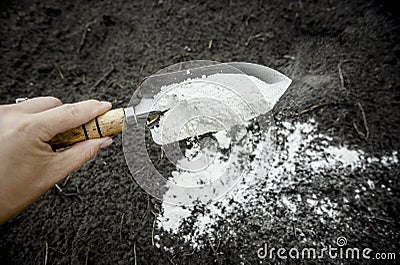 Gardener mixing dolomitic limestone powder in garden soil to change the pH ant to provide more nutrients for plants. Stock Photo