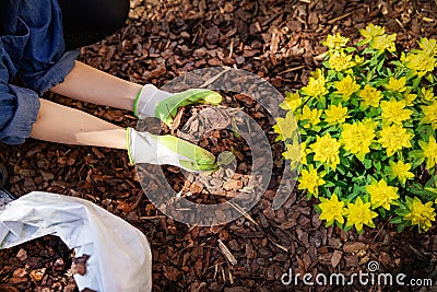 Gardener mulching flower bed with tree bark mulch Stock Photo