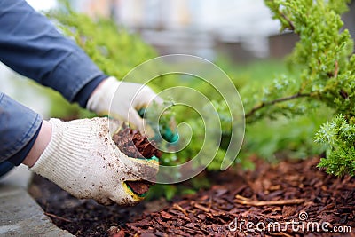 Gardener mulching with pine bark juniper plants in the yard. Seasonal works in the garden. Landscape design Stock Photo