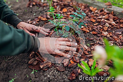 Gardener mulching spring garden with pine wood chips mulch. Man puts bark around plants Stock Photo