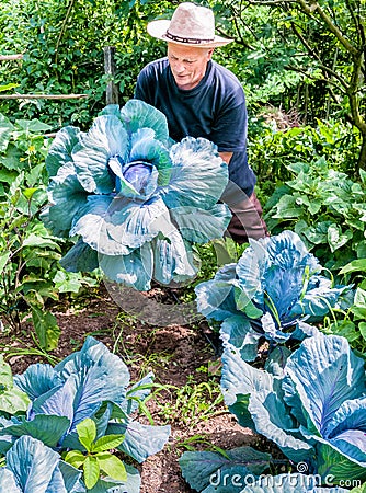 Gardener with organic purple cabbage Stock Photo