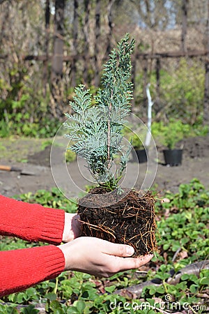 Gardener planting Chamaecyparis lawsoniana Alumii sapling. Chamaecyparis lawsoniana, known as Port Orford cedar or Lawson cypress Stock Photo