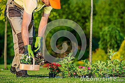 Gardener Planting Flowers Stock Photo