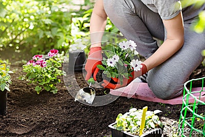 Gardener planting flowers in the garden, close up photo. Stock Photo