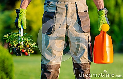 Gardener Planting Strawberries Stock Photo