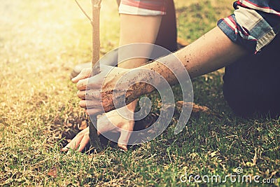 Gardener planting a tree Stock Photo
