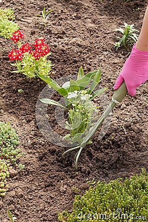 Gardener is planting vervain in a ground in a garden bed Stock Photo