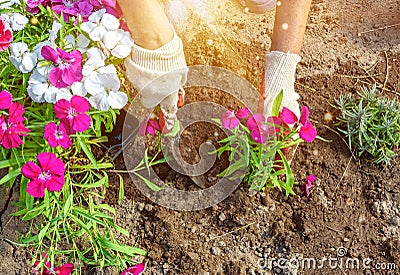 Gardener plants seedlings of colorful Chinese carnation flowers. Close-up photo of gloved hands with selective soft Stock Photo