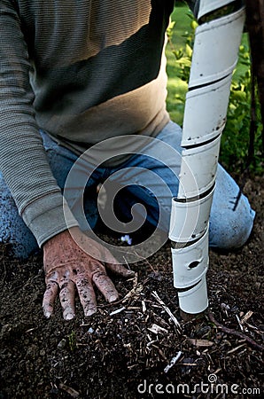Gardener plants a tree Stock Photo