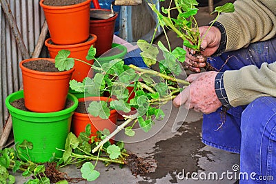 Gardener propagates geraniums from cuttings in spring Stock Photo