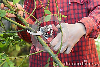 Gardener prune climbing rose bush. Rose pruning: climbing roses Stock Photo