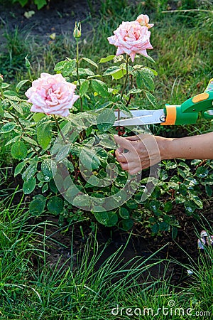 Gardener pruning bush roses by pruning shears Stock Photo