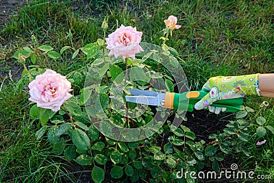 Gardener pruning bush roses by pruning shears Stock Photo