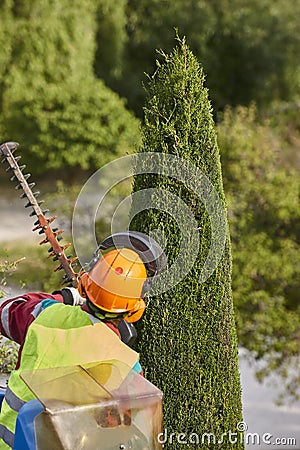 Gardener pruning a cypress with a chainsaw and a crane Stock Photo