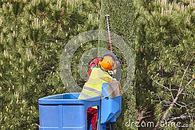 Gardener pruning a cypress on a crane. Seasonal Editorial Stock Photo