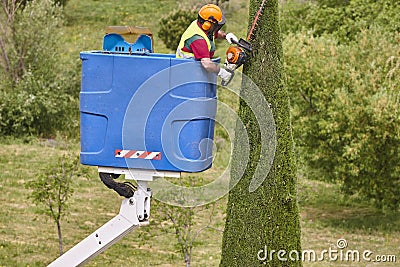 Gardener pruning a cypress on a crane. Seasonal Editorial Stock Photo