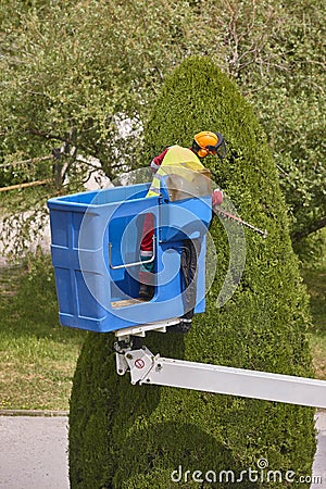 Gardener pruning a cypress on a crane. Seasonal job Editorial Stock Photo