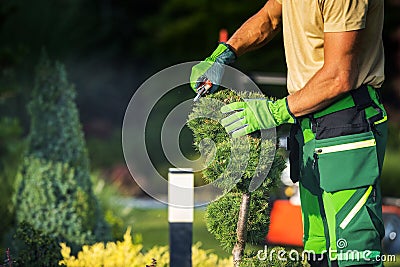 Gardener Pruning Plant with Garden Scissors Stock Photo