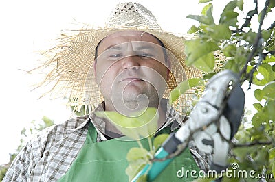 Gardener: pruning shears Stock Photo