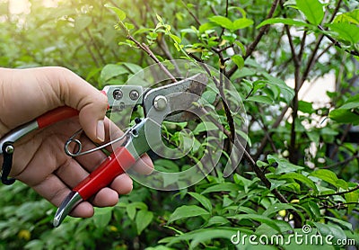 Gardener pruning Stock Photo