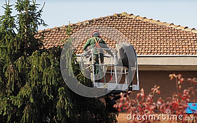 Gardener pruning a tree Editorial Stock Photo