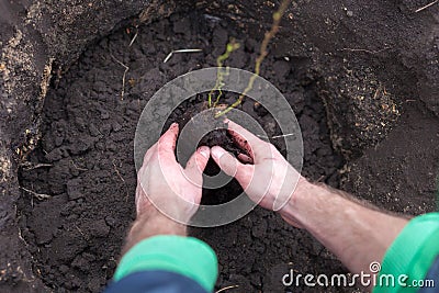 The gardener puts a berry bush in the ground in his garden. The process of landing the plant in the ground. Stock Photo