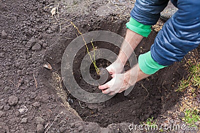 The gardener puts a berry bush in the ground in his garden. The process of landing the plant in the ground. Stock Photo
