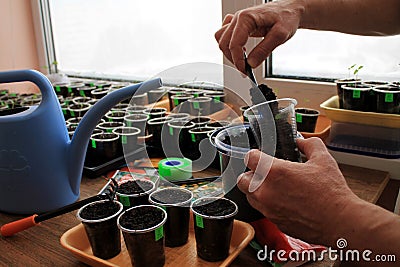 Gardener puts soil by garden tool in container for sowing seeds. Stock Photo