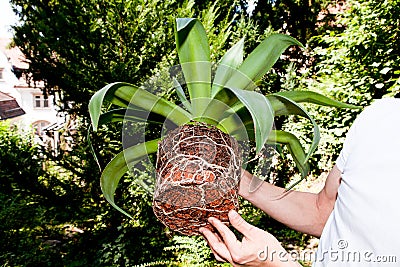 Gardener repot green aloe vera plant in garden Stock Photo