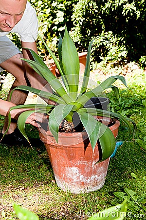 Gardener repot green aloe vera plant in garden Stock Photo