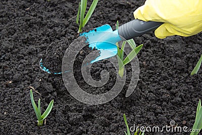 A gardeners gloved hand planting Stock Photo