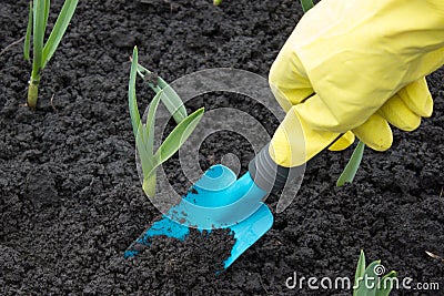 A gardeners gloved Stock Photo