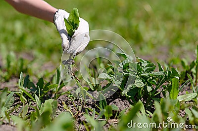 Gardener`s hand in a glove holds a weed over the garden Stock Photo