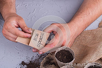 Gardener`s taking asparagus bean to seed it in a pot. Stock Photo