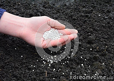 A gardener is scattering mineral fertilizer to the soil in spring to get higher crop yield in the kitchen garden in autumn Stock Photo