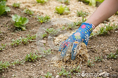 Gardener spreading a straw mulch around plants Stock Photo