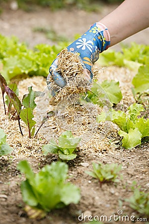 Gardener spreading a straw mulch around plants Stock Photo