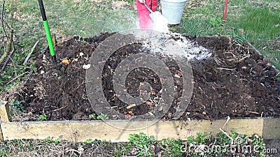 Gardener Insert Wood Ash Fertilizer In Compost Heap Soil Stock